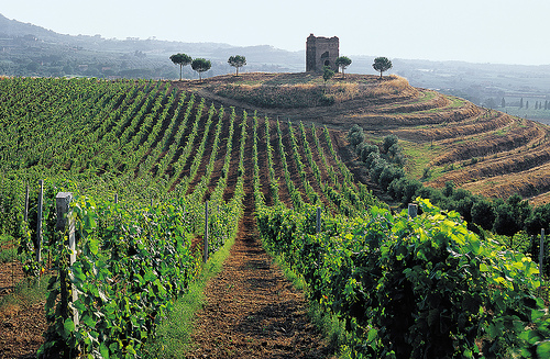 a vineyard in Italy reminiscent of ancient rome