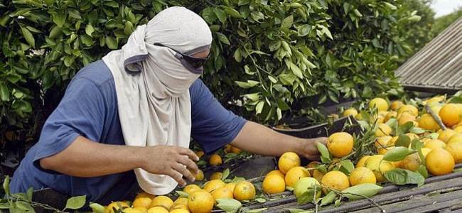 An immigrant farmer picking oranges