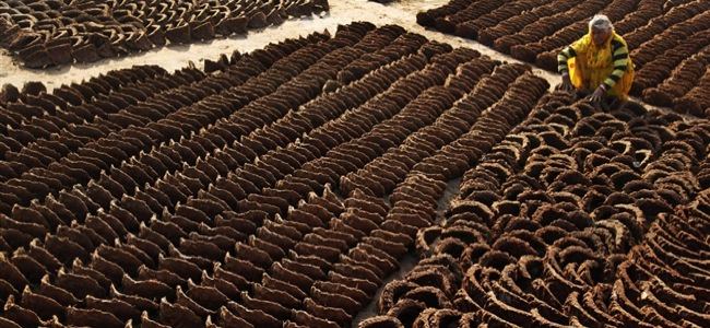 cow dung for sale in India