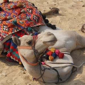 a camel named casanova at the pyramids taking a rest by Menolly Walter