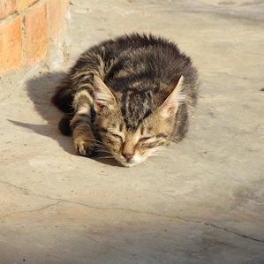 cute kitten sleeping in the sun