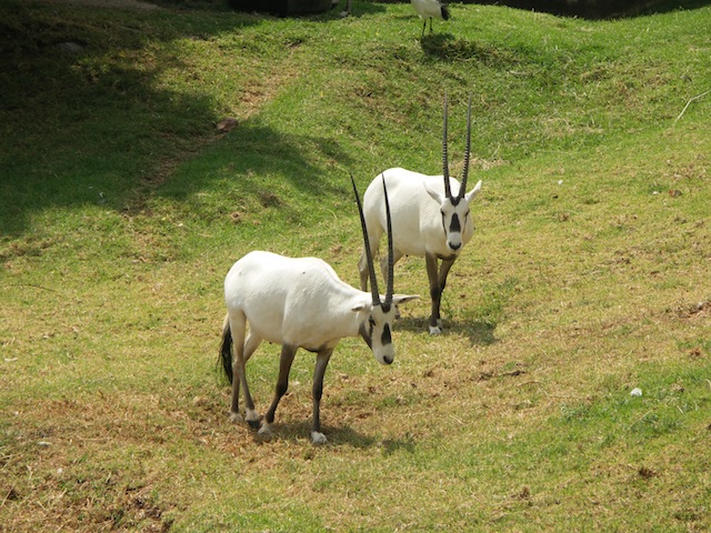 White Oryx at Joburg Zoo