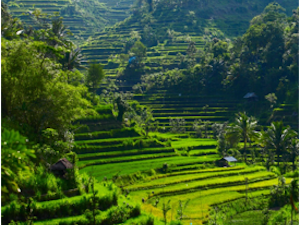 temples in the jungle of Bali