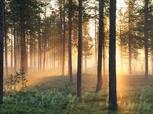 sweden-forest
