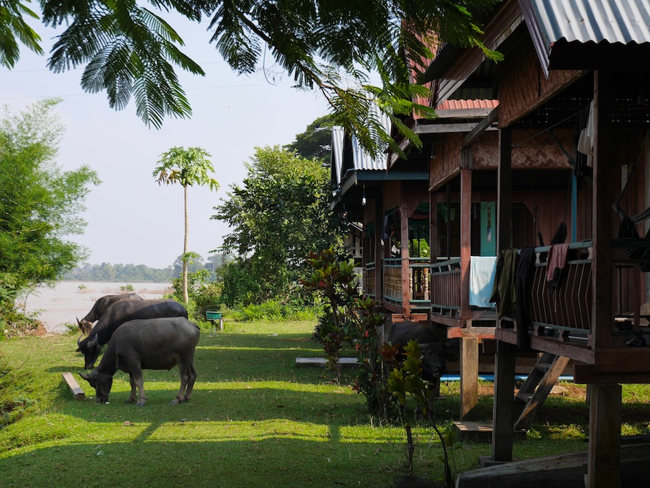 oxen grazing near bungalows