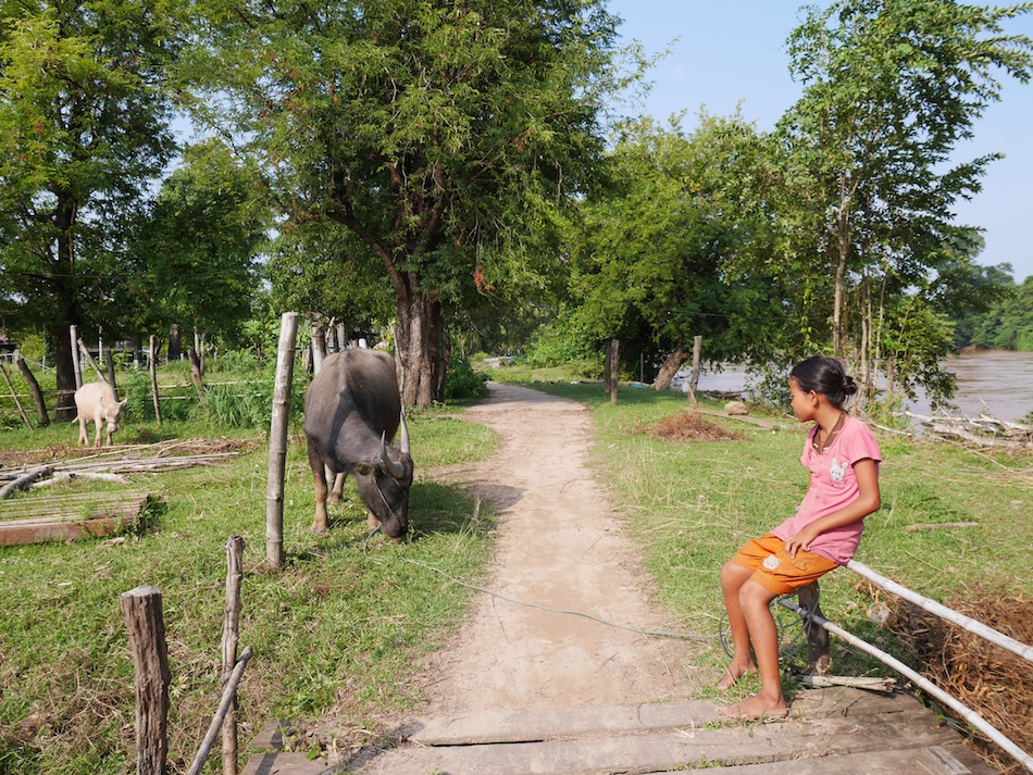 a laos girl walking her ox