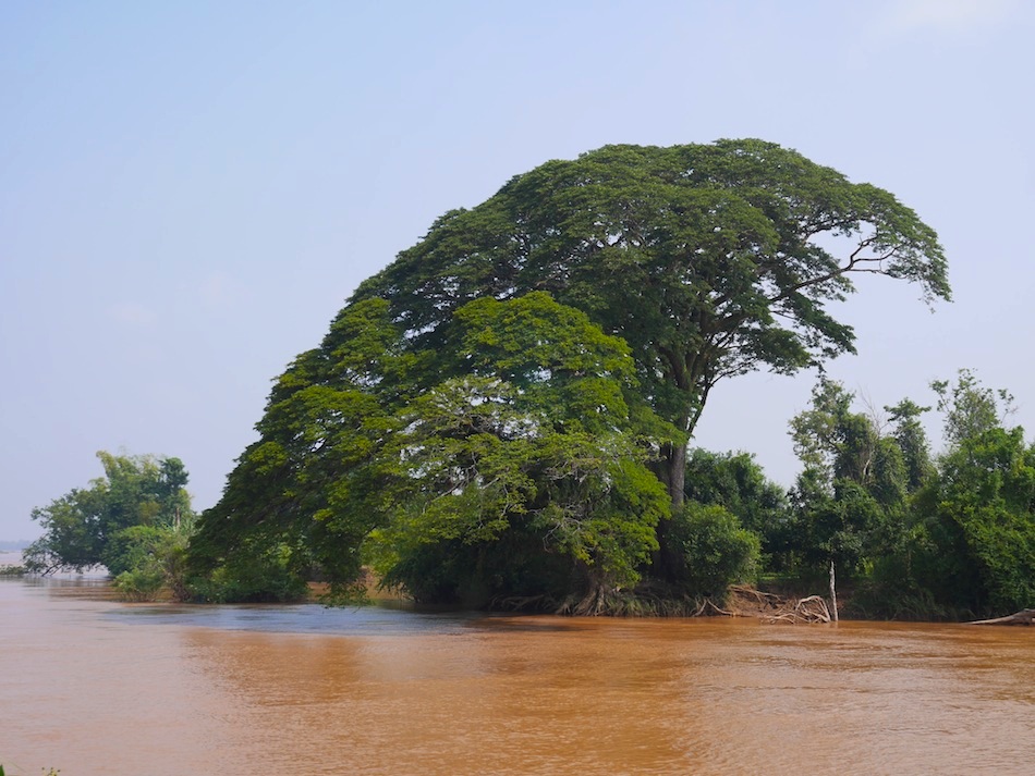 big tree on the mekong river laos