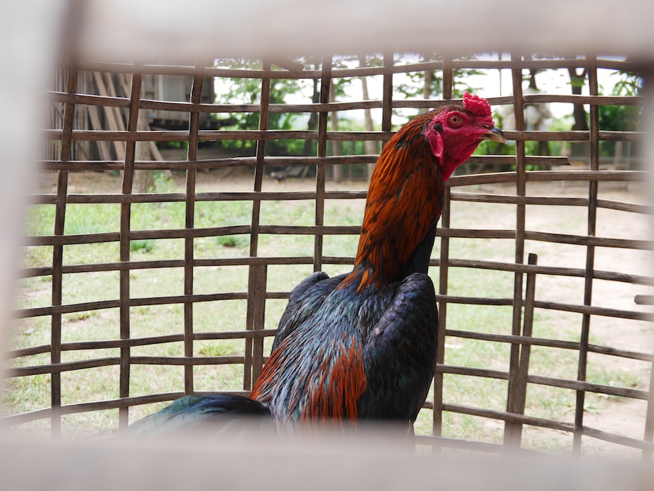 big-rooster-laos