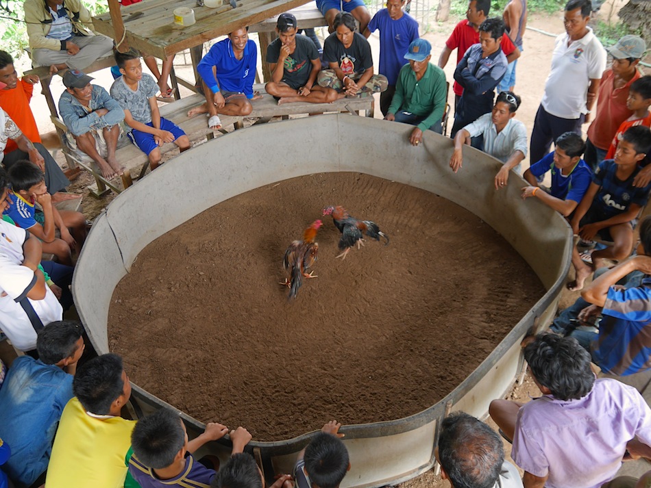 spectators watching a cockfight on don det