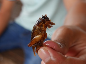 cricket-cambodia