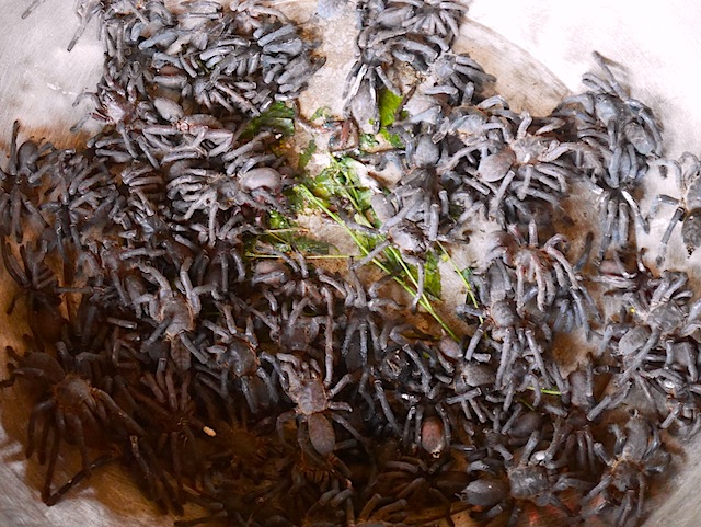 bowl of live tarantulas