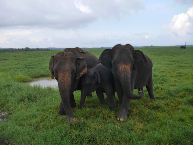 wild elephants in sri lanka