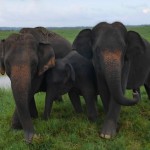 Charged By A Herd Of Wild Elephants In Kaudulla National Park, Sri Lanka