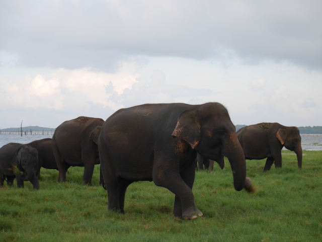 herd of wild elephants in sri lanka