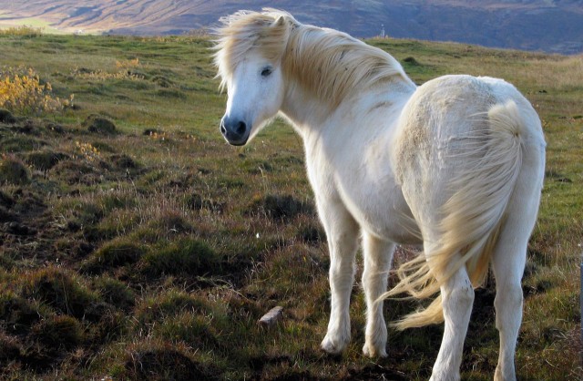 icelandic_horse